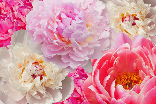 Beautiful pink and white peony as background. Multicolored peonies close-up - collage.