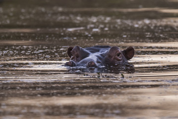 Hippopotamus, Kruger National Park