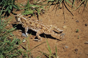 Horned Lizard 