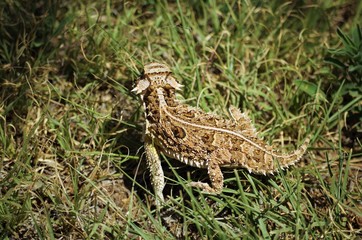 Horned Lizard 