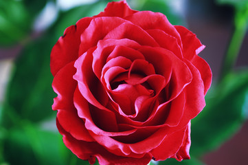 toned red rose bud closeup
