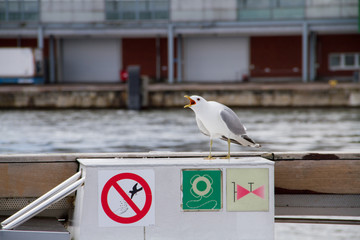 Screaming sea gull on a ferry boat with sign in harbor area