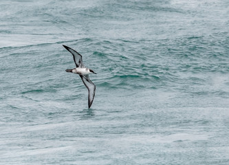 A Great Shearwater seabird, Ardenna gravis, formerly Puffinus gravis, soaring over ocean waves. Dorset, UK.