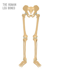 Human leg bones