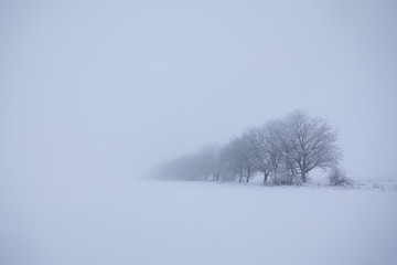 Obraz na płótnie Canvas trees in winter fog