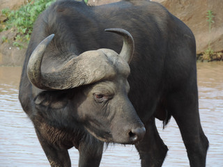 Obraz premium cape buffalo 2