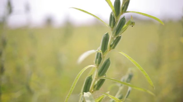 Sesame Seeds Plant