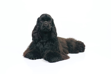 Young black American Cocker Spaniel dog lying indoors on a white background