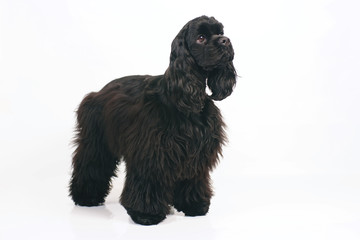 Young black American Cocker Spaniel dog staying indoors on a white background