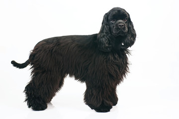 Young black American Cocker Spaniel dog staying indoors on a white background