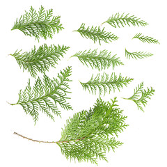 twig of cypress on a white background
