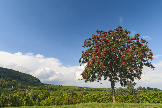 Fototapeta Vogelbeere, Eberesche, Vogelbeerbaum (Sorbus aucuparia) mit roten Beeren,