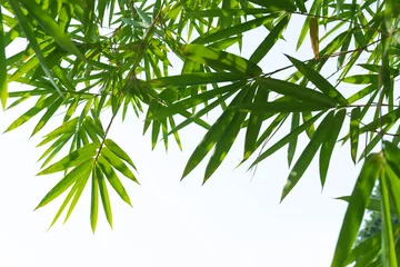 Garden poster Bamboo green bamboo leaves isolated on white