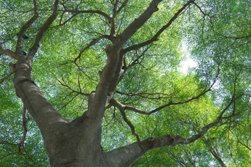 Selbstklebende Fototapete Bäume wald bäume natur grün holz