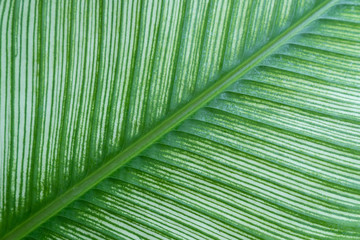 extreme close up of fresh green leaf