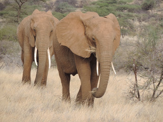 Fototapeta na wymiar elephant 1
