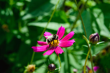 Fototapeta premium side view of a bee sits on a cosmos flower