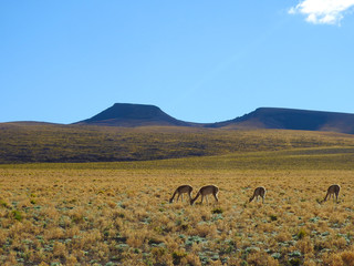 Vicuinhas in Atacama Desert, Chile