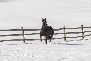 Friesian horse running in snow