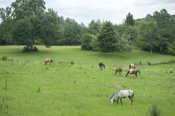 Horse herd with mixed breeds