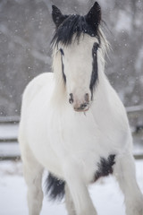 Fototapeta na wymiar Gypsy Vanner horse foal in snow