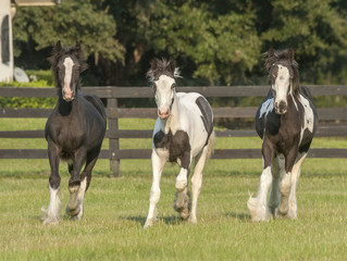 Gypsy Vanner horse foals run