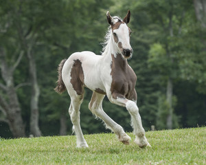 Fototapeta na wymiar Gypsy Vanner horse foal runs