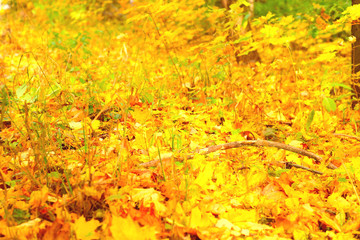 Bright colorful autumn background from fallen leaves of maple.