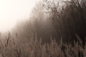 Misty autumn forest landscape.