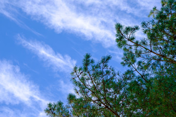 The spruce top on a blue sky background.