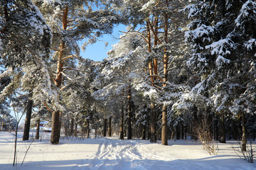 pine forest after a heavy snow storm on sunny winter day