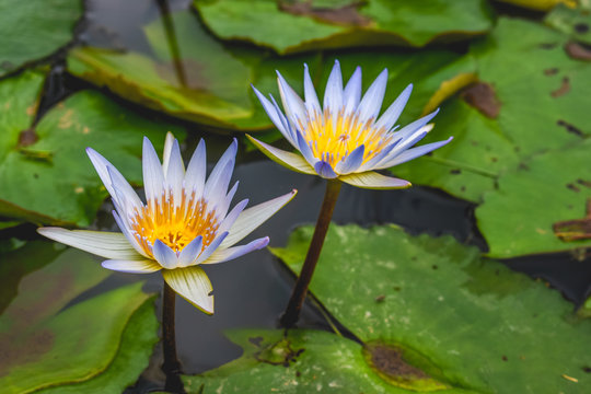 Two Lotus Flowers Growing from the Murky Waters in Bali, Indonesia