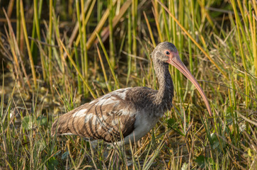 juvenile white ibis hunts at sunset in the wetlands