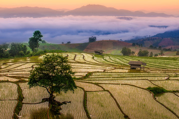 Terraced Paddy Field in Mae-Jam Village , Chaingmai Province , Thailand