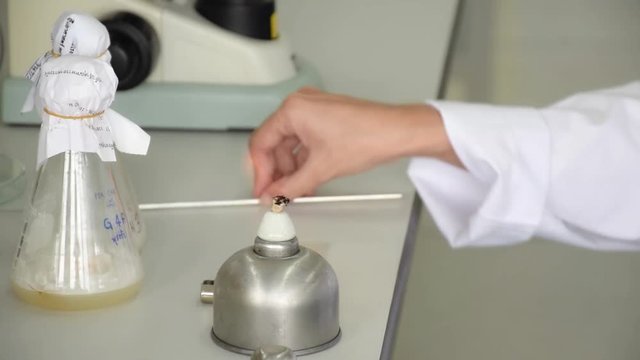 Closeup of scientist hand heating inoculating loop with alcohol burner lantern until it is red-hot for experiment microbiology lab to prevent contamination of the samples. 