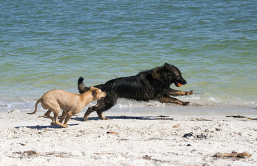 A German Shepherd dog and a mixed breed Labrador Retriever Terrier mix play on a sandy beach on the Gulf of Mexico at St. Pete Beach, Florida.