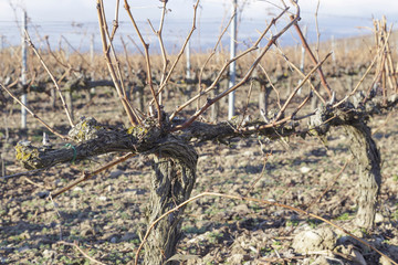 Winter vineyard in La Rioja, Spain. Shot in January.