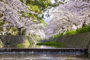 桜満開の夙川公園、兵庫県西宮市にて