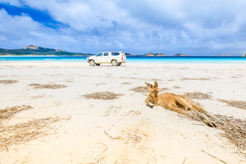 kangaroo lying on pristine and white sand of Lucky Bay in Cape Le Grand National Park, near Esperance in Western Australia. On background a 4WD runs one of the most beautiful Australian beaches.
