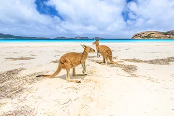 Zelfklevend Fotobehang Cape Le Grand National Park, West-Australië kangoeroes staan in Lucky Bay in Cape Le Grand National Park, in de buurt van Esperance in West-Australië. Lucky Bay is een van de bekendste stranden van Australië, bekend om zijn ongerepte witte zand en kangoeroes