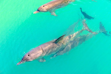 Closeup of dolphins swimming in Monkey Mia, a marine reserve near Denham, Shark Bay, on coral coast in Western Australia. Monkey Mia is the only place in Australia visited daily by dolphins.