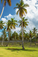 Obraz na płótnie Canvas Green fresh palm forest with green lawn