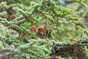 brown bumps on green spruce branch
