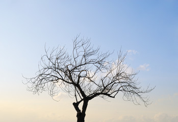 冬　木　桜　素材
