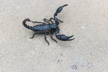 live black scorpion (Emperor Scorpion)