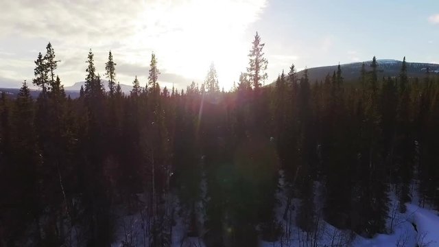 Aerial video, flying between trees to reveal a beautiful winter landscape with forest and mountains.