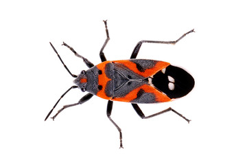 Bug Small Milkweed Bug Lygaeus kalmia red black with heart 
