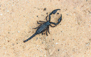 live black scorpion (Emperor Scorpion)