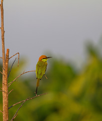 Green Bee-eater perching on a branch in nature