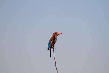 beautiful white-throated kingfisher perched on a branch
